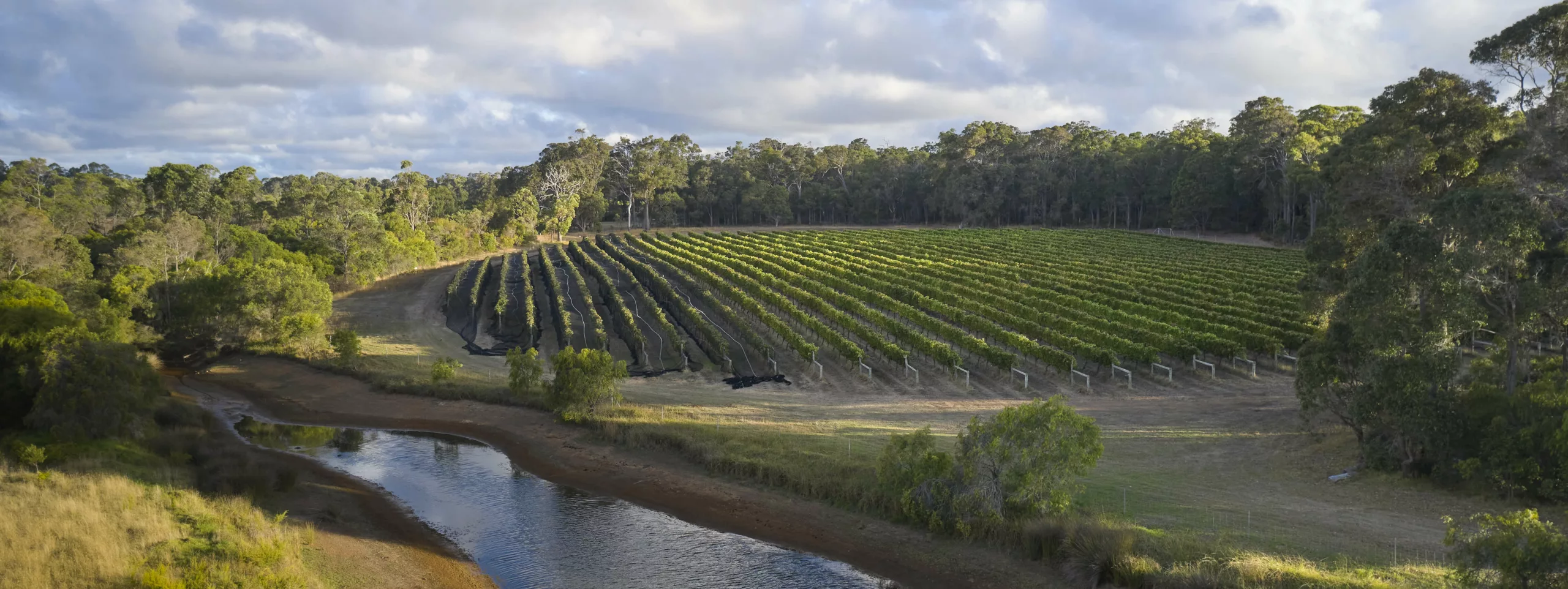 Overstory 2023 Elliot Ramsay xlightco 0682