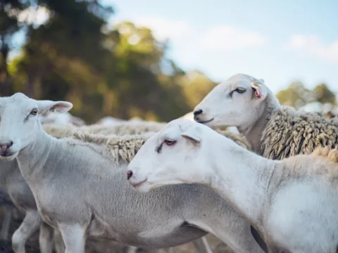 Wayfinder 2023 Elliot Ramsay xlightco 0527