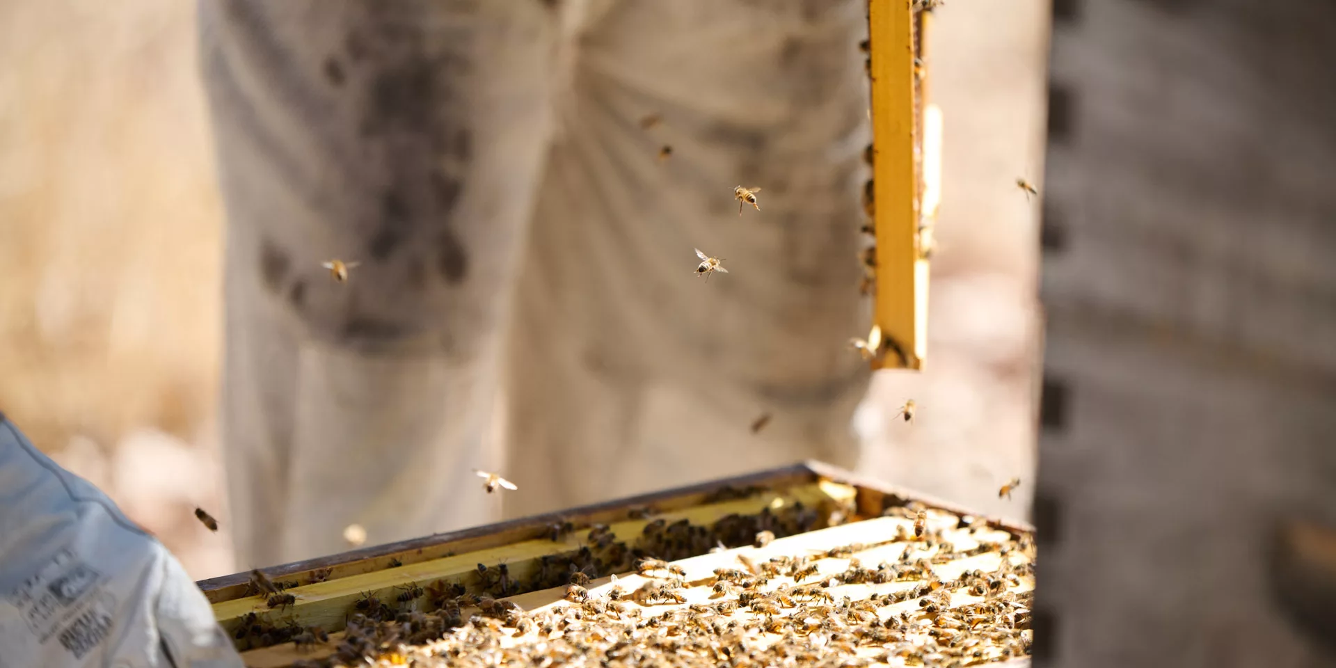 Overstory 2023 Elliot Ramsay xlightco 0766