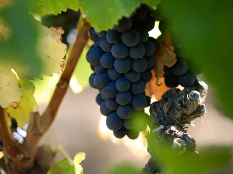 Overstory 2023 Elliot Ramsay xlightco 1053