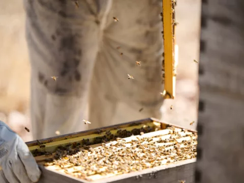 Overstory 2023 Elliot Ramsay xlightco 0766